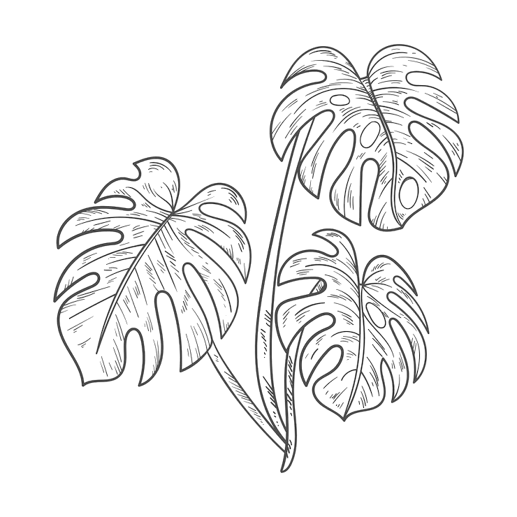 Line drawing of three monstera leaves on a green background.