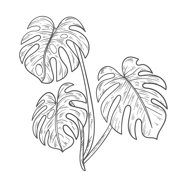 Sketch-style line drawing of three monstera leaves on a solid green background.